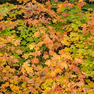 USA, Michigan, Upper Peninsula, Fall Leaves