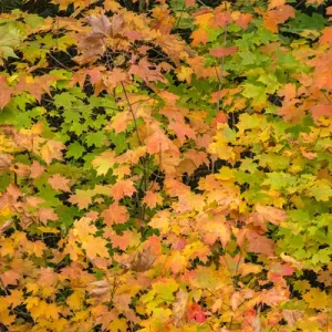 USA, Michigan, Upper Peninsula, Fall Leaves USA, Michigan, Upper Peninsula, Fall Leaves