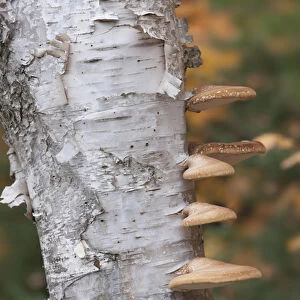 USA, Michigan, Upper Peninsula. Shelf mushrooms on birch tree