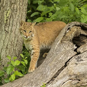 USA, Minnesota, Pine County. Captive bobcat