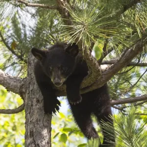 Black Bear Cub Stuck in a Tree Print