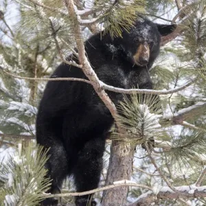 USA, Minnesota, Sandstone, Black Bear in Pine Tree