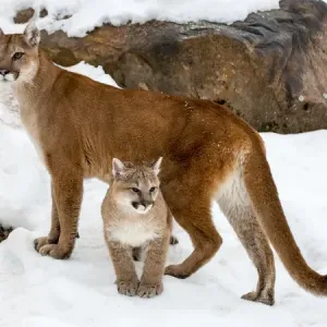 USA, Minnesota Sandstone Print - Mother and Young Cougars