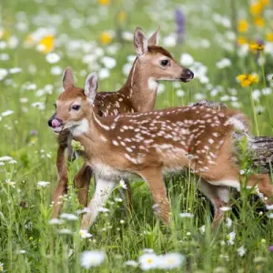USA Print: Sandstone Landscape with Two Fawns and Wildflowers