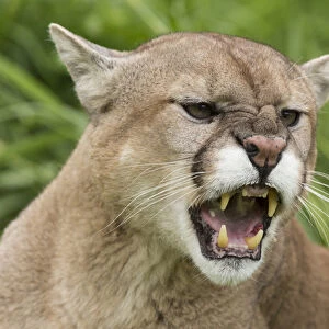 USA, Minnesota, Sandstone, Minnesota Wildlife Connection. Snarling cougar. Credit as