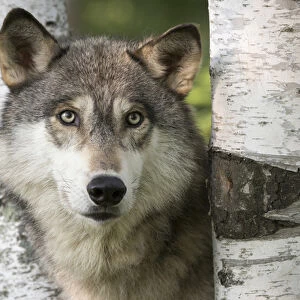 USA, Minnesota, Sandstone, Minnesota Wildlife Connection. Close-up of gray wolf between birch trees