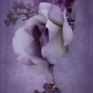 USA, Minnesota, Sandstone, Rose in Snow, Digitally Altered