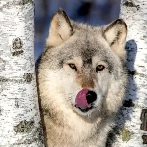 USA, Minnesota, Sandstone, Wolf in Birch Trees