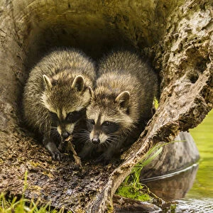 USA, Minnesota, young raccoons in log, captive