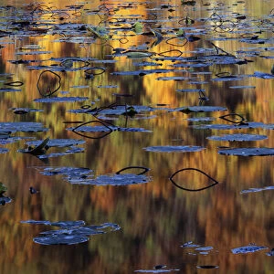 USA, Missouri, Lake of the Ozarks, American Lotus in Autumn