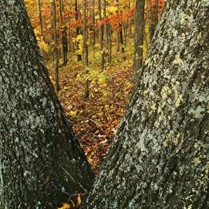 USA, Missouri, Mark Twain National Forest, Autumn forest