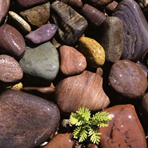 USA, Montana, Clark Fork River, Yarrow and stones