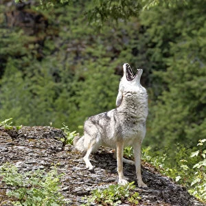 USA, Montana. Coyote howling in controlled environment. Credit as