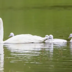 USA, Montana, Elk Lake, a Trumpeter Swan adult swims with four of its cygnets