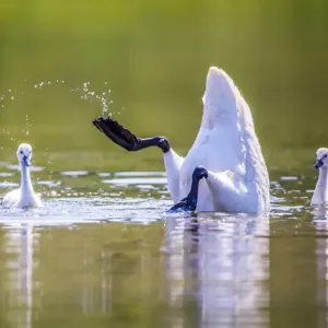 USA, Montana, Elk Lake, a Trumpeter Swan forages for food with two of her cygnets