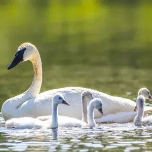USA, Montana, Elk Lake, a Trumpeter Swan swims with five of her cygnets
