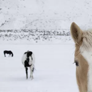 USA, Montana, Gardiner. Palomino paint horse with shaggy winter coats in snow