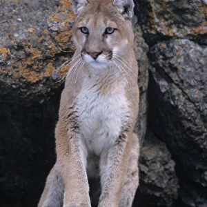 USA, Montana, Lichen on rocks, Mountain lion (Felis concolor)