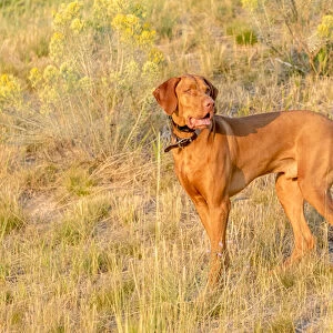 USA, Montana, Missoula. Vizsla hunting dog. Credit as: Fred Lord / Jaynes Gallery / DanitaDelimont
