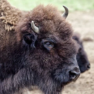 USA, Montana, Moiese. Bison portrait at National Bison Range