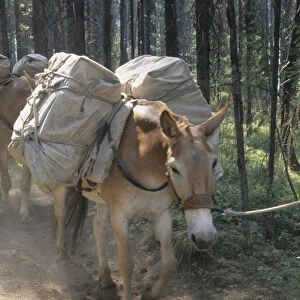 USA; Montana; mule carrying a load; Bob Marshall Wilderness