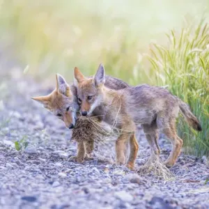 USA, Montana, Red Rock Lakes National Wildlife Refuge, two coyote pups play with