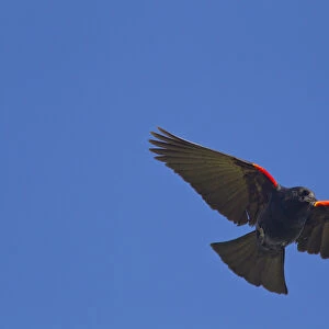 USA, Montana, Red winged blackbird