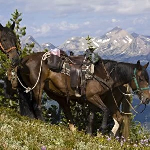 USA, Montana, Rocky Mountains, Bob Marshall Wilderness, horses at scenic overview