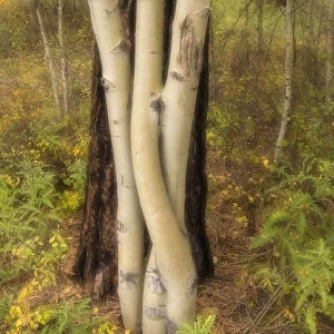 USA, Montana, Russell Gates Park. Tree montage