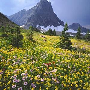 USA; Montana; Wildflowers in Glacier National Park