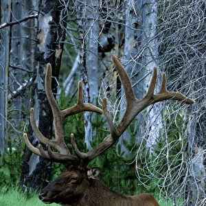 USA, Montana, Yellowstone Elk