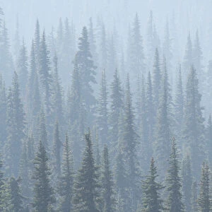 USA. Mt. Rainier National Park. Smoke from Washington State fires drifts through conifers