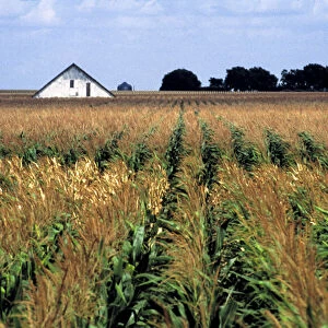 USA, Nebraska, Morrill County. Rows of corn sway in the wind in Morrill County, Nebraska