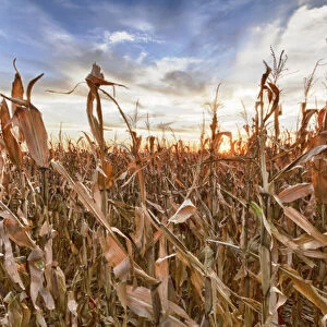 USA, Nebraska, near Omaha. Sunset over a cornfield in the fall