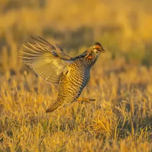 USA, Nebraska, Sand Hills. Greater prairie chicken male taking flight. Credit as