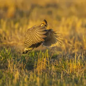 USA, Nebraska, Sand Hills. Greater prairie chicken male taking flight. Credit as