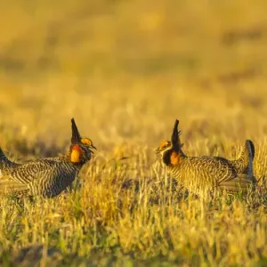USA, Nebraska, Sand Hills. Greater prairie chickens fighting