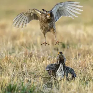 USA, Nebraska, Sand Hills. Male greater prairie chickens fighting