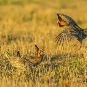 USA, Nebraska, Sand Hills. Male greater prairie chickens fighting