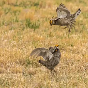 USA, Nebraska, Sand Hills. Male greater prairie chickens fighting
