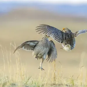 USA, Nebraska, Sand Hills. Male sharp-tailed grouse fighting