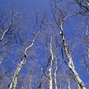 USA, Nevada, Great Basin National Park, Leafless quaking aspen (Populus tremuloides) USA, Nevada, Great Basin National Park, Leafless quaking aspen (Populus tremuloides)