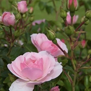 USA, New England, Maine, Ogunquit, pink roses