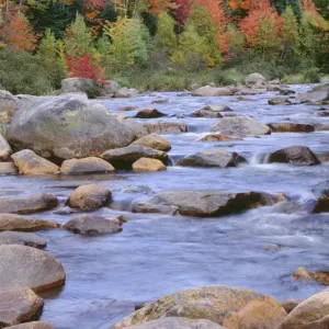 USA, New Hampshire, White Mountain National Forest, Fall-colored hardwoods along USA, New Hampshire, White Mountain National Forest, Fall-colored hardwoods along