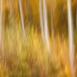 USA, New Hampshire, White Mountains, Abstract of maples and white birch in autumn USA, New Hampshire, White Mountains, Abstract of maples and white birch in autumn