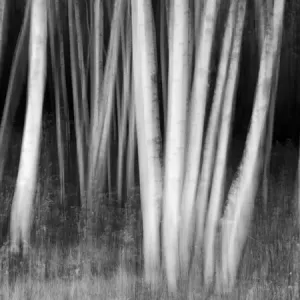 USA, New Hampshire, White Mountains, White birches abstract USA, New Hampshire, White Mountains, White birches abstract