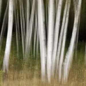 USA, New Hampshire, White Mountains, White birches abstract USA, New Hampshire, White Mountains, White birches abstract