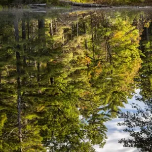 USA, New Hampshire, White Mountains, Reflections in Red Eagle Pond USA, New Hampshire, White Mountains, Reflections in Red Eagle Pond