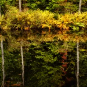 USA, New Hampshire, White Mountains, Fern reflections USA, New Hampshire, White Mountains, Fern reflections