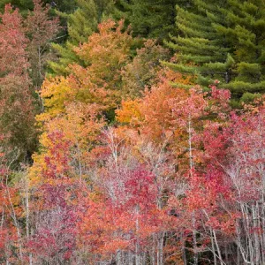 USA, New Hampshire, White Mountains, Colorful maples beside a bog USA, New Hampshire, White Mountains, Colorful maples beside a bog